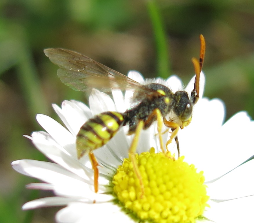 Nomada cfr. goodeniana, Apidae