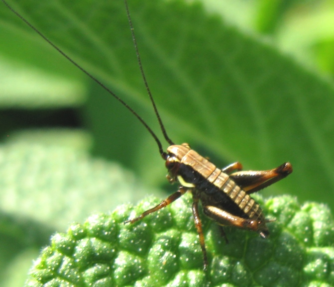 Tettigonidae da determinare?