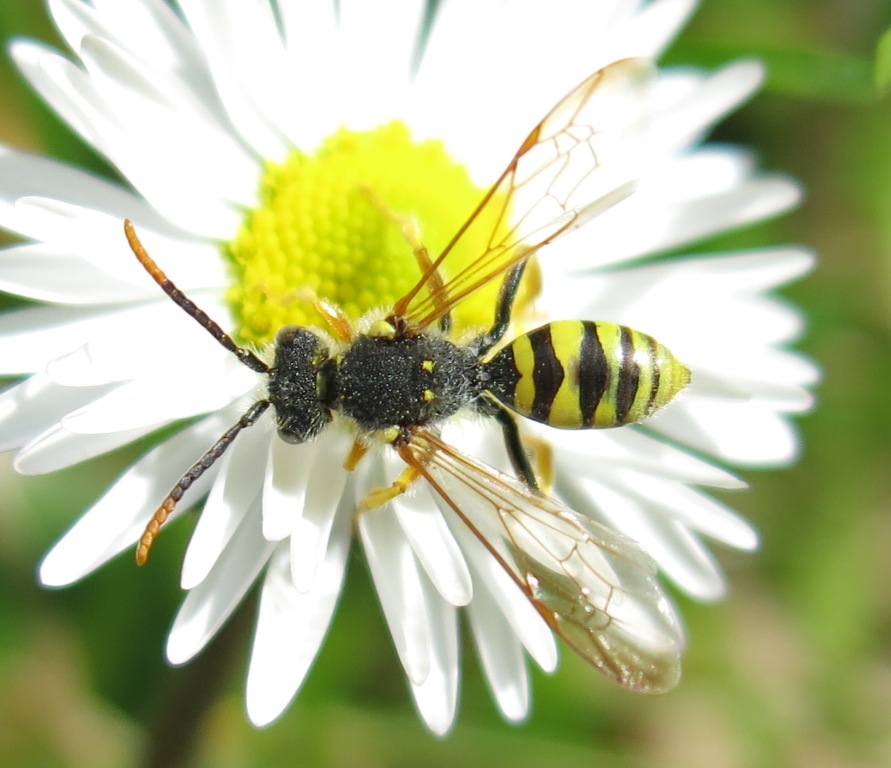 Nomada cfr. goodeniana, Apidae