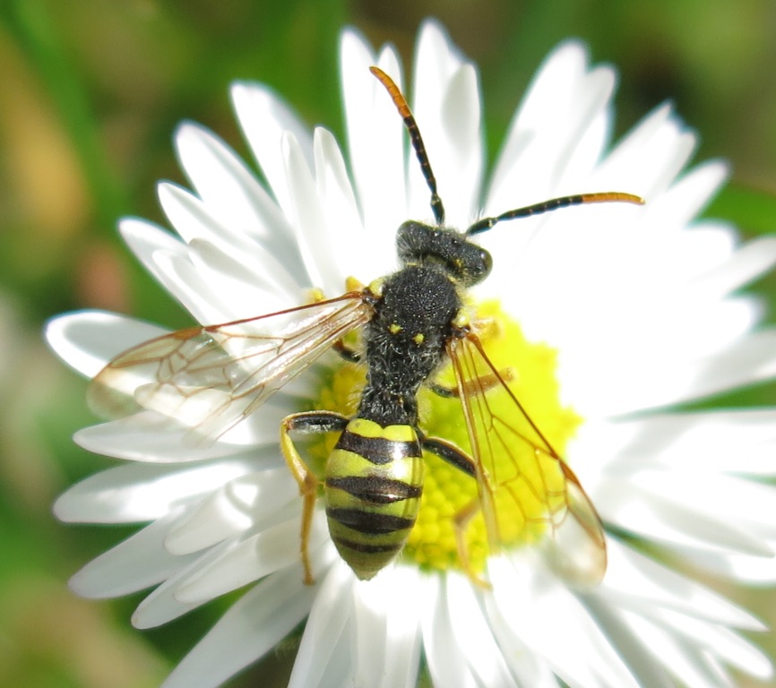 Nomada cfr. goodeniana, Apidae