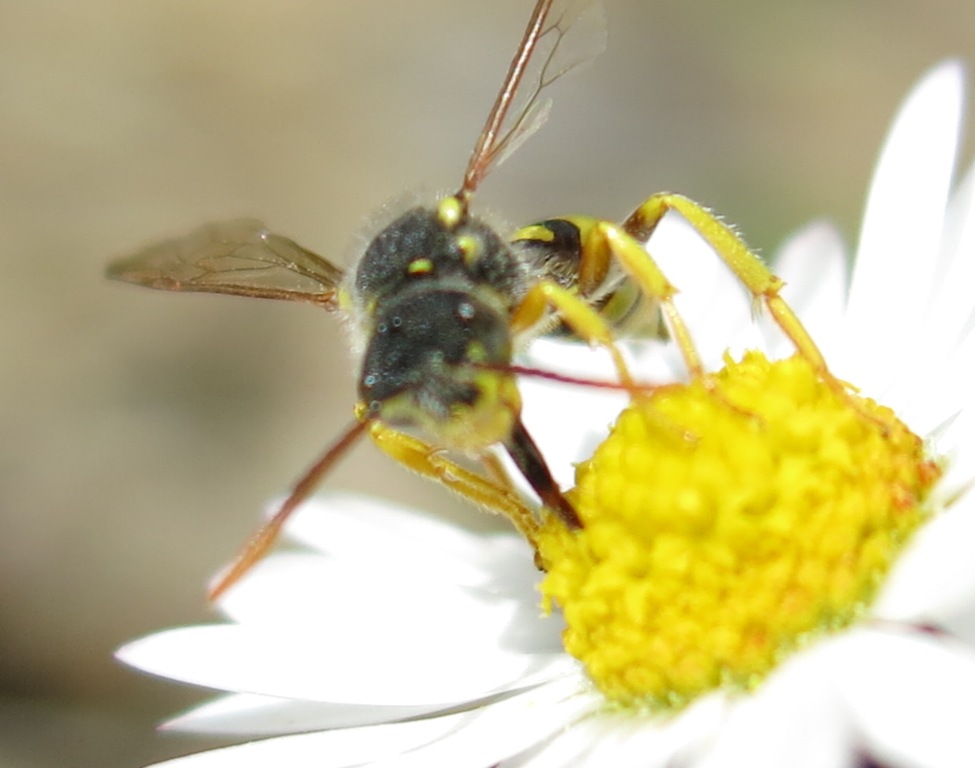 Nomada cfr. goodeniana, Apidae