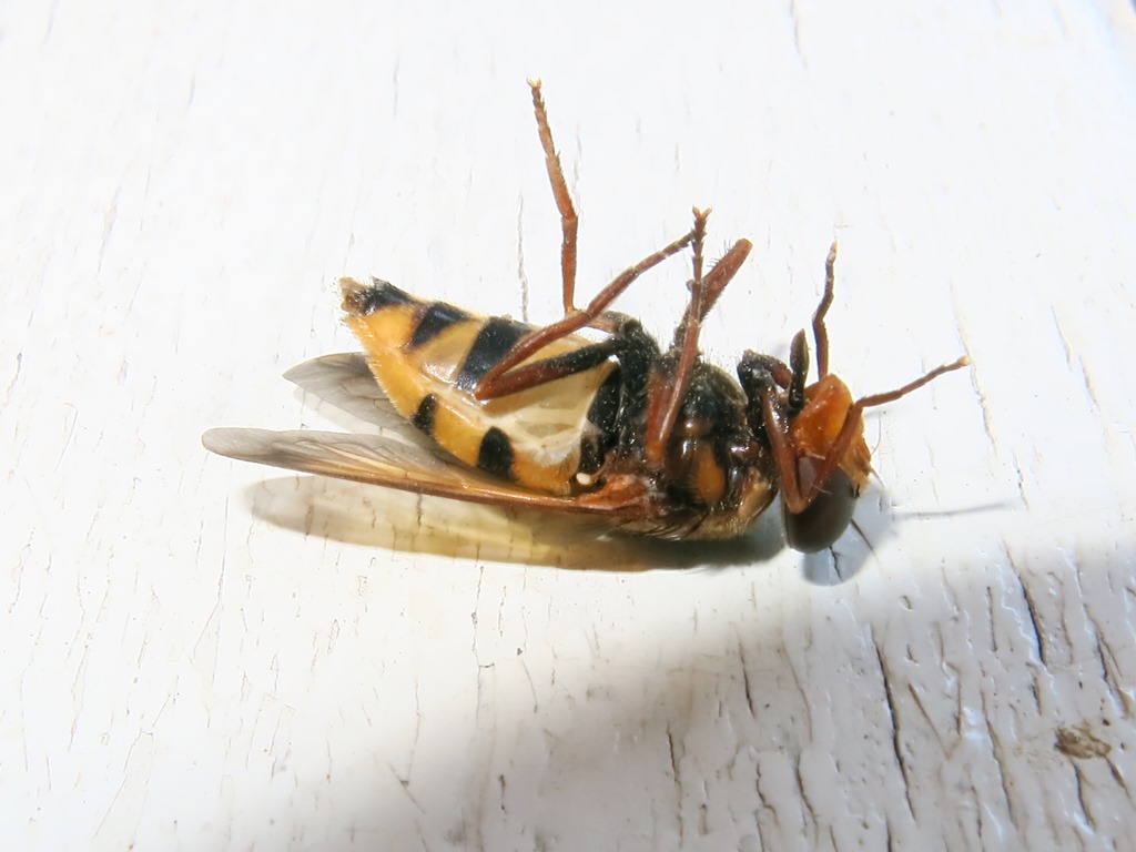 Syrphidae - Volucella inanis