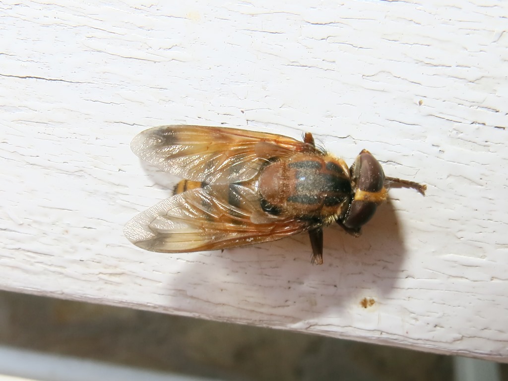 Syrphidae - Volucella inanis