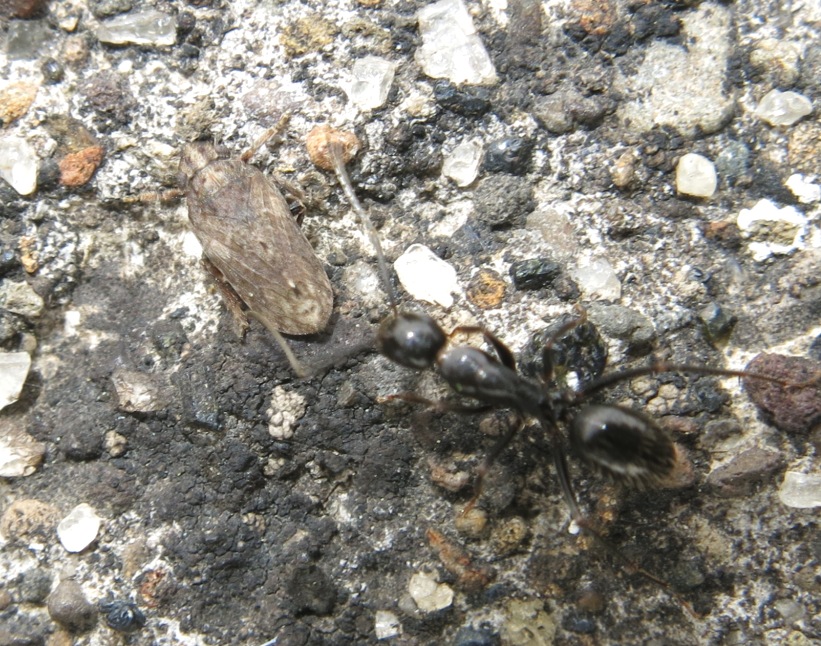 Tettigometridae sp. - Lazio