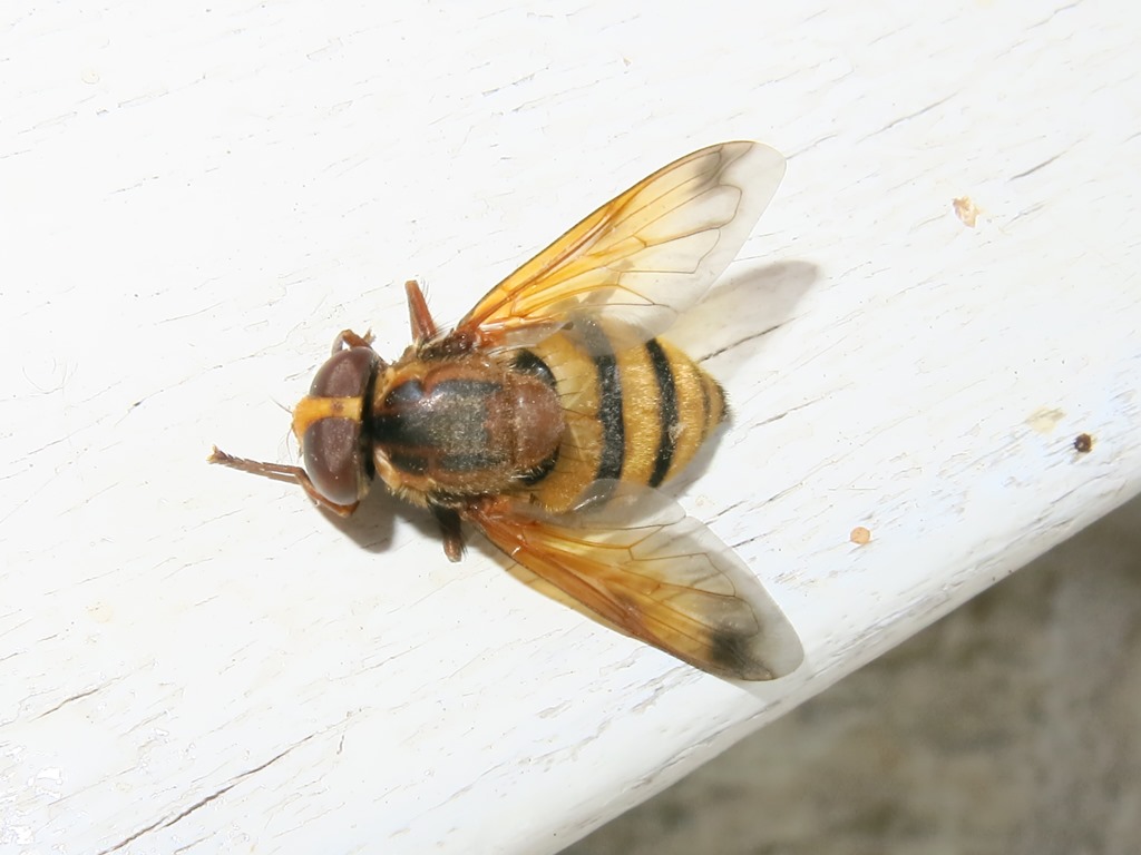 Syrphidae - Volucella inanis