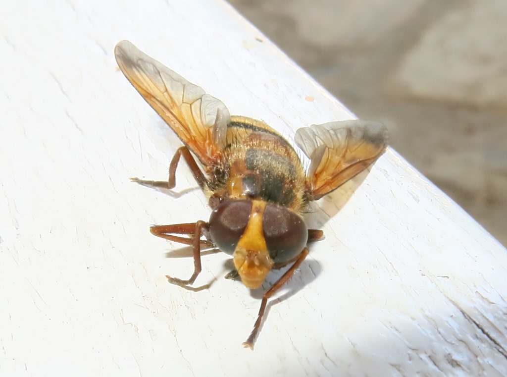 Syrphidae - Volucella inanis