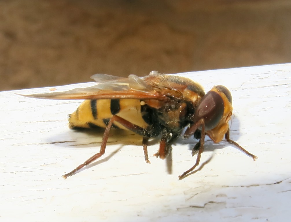 Syrphidae - Volucella inanis