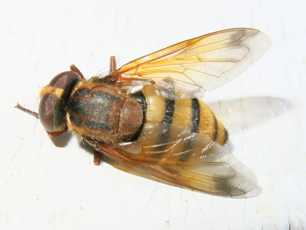 Syrphidae - Volucella inanis