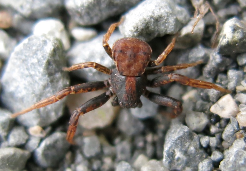 maschio di Ozyptila sp. - Acquapendente (VT)