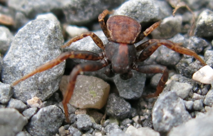 maschio di Ozyptila sp. - Acquapendente (VT)