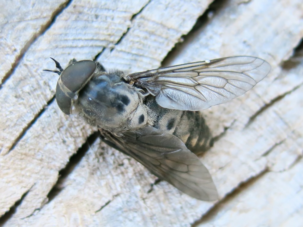 Tabanidae, femmina