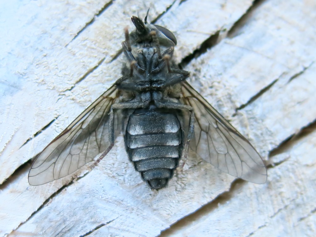 Tabanidae, femmina