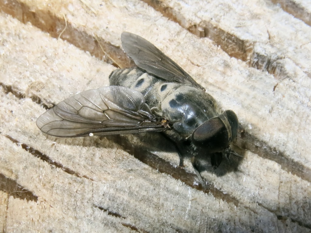 Tabanidae, femmina