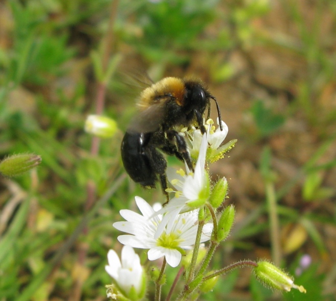 Andrena cfr thoracica