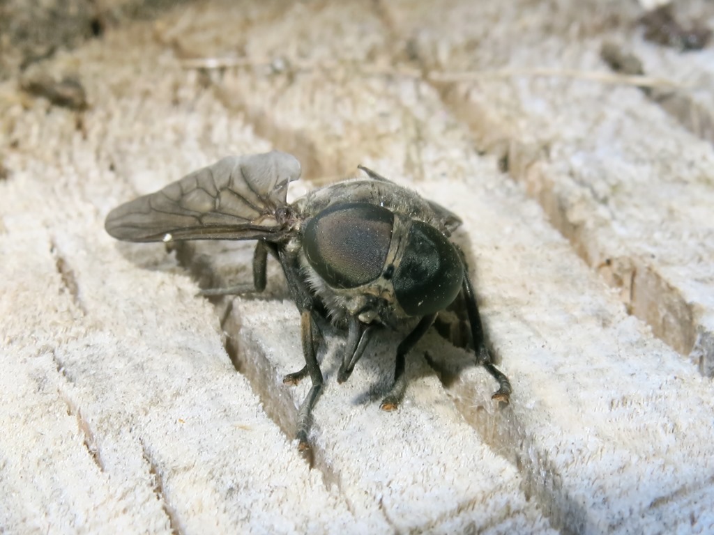 Tabanidae, femmina