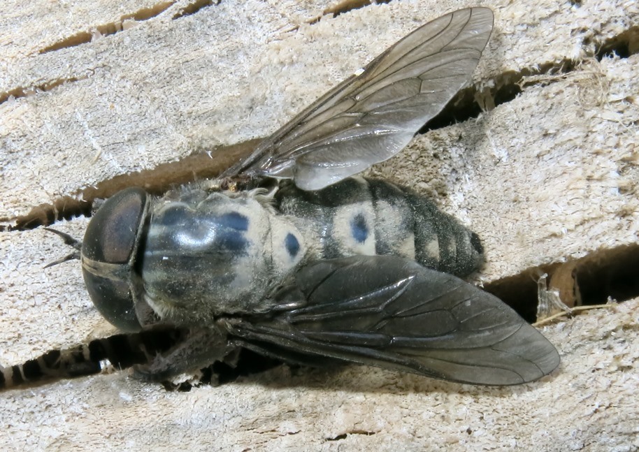 Tabanidae, femmina