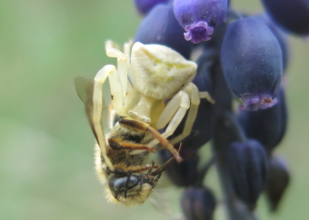 Osmia cfr. rufa (= bicolor) predata da ragno Thomisus onustus