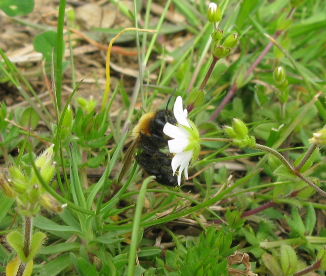 Andrena cfr thoracica