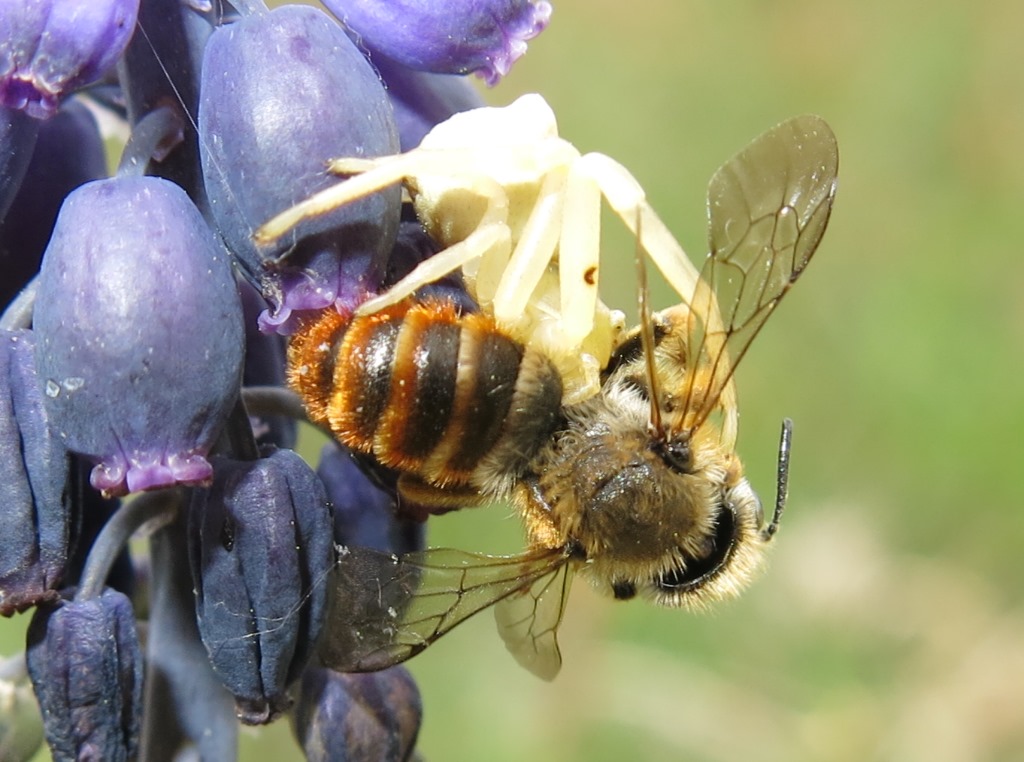 Osmia cfr. rufa (= bicolor) predata da ragno Thomisus onustus