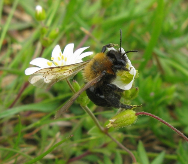 Andrena cfr thoracica