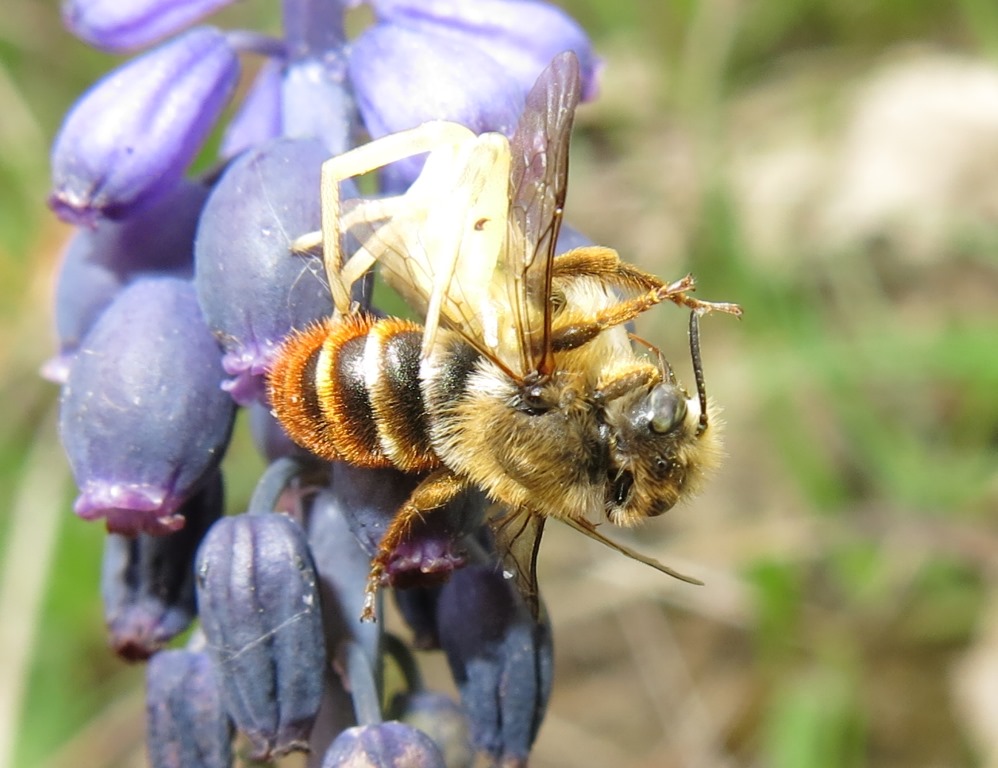 Osmia cfr. rufa (= bicolor) predata da ragno Thomisus onustus