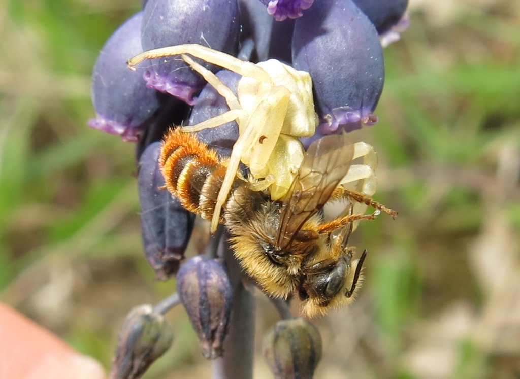 Osmia cfr. rufa (= bicolor) predata da ragno Thomisus onustus