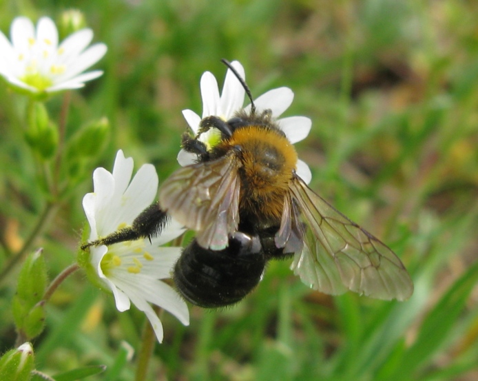 Andrena cfr thoracica