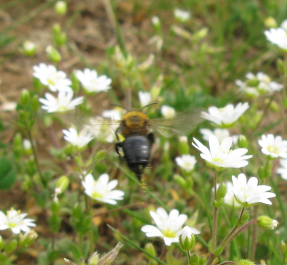 Andrena cfr thoracica