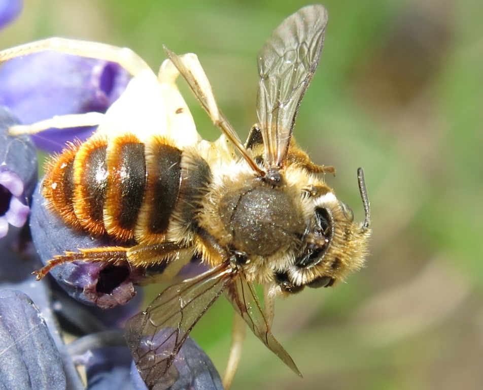 Osmia cfr. rufa (= bicolor) predata da ragno Thomisus onustus