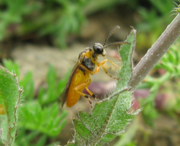 Argidae? No, Tenthredinidae; forse, Athalia sp.