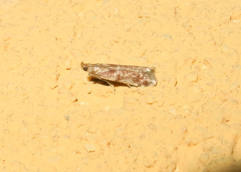 farfallina da determinare - Cfr. Ancylosis cinnamomella, Pyralidae