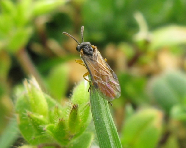 Argidae? No, Tenthredinidae; forse, Athalia sp.