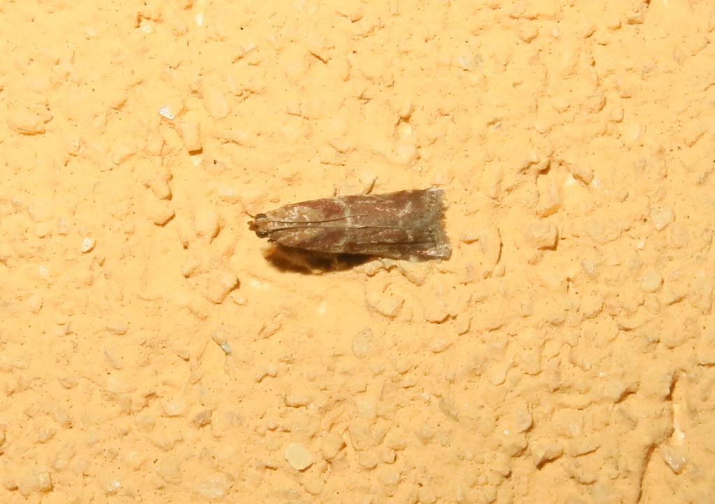 farfallina da determinare - Cfr. Ancylosis cinnamomella, Pyralidae