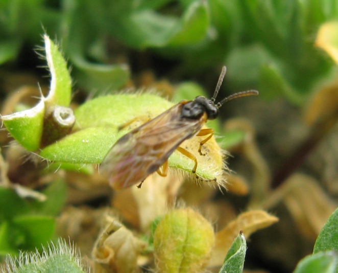 Argidae? No, Tenthredinidae; forse, Athalia sp.