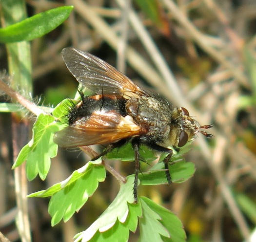 Tachinidae: Nowickia sp.