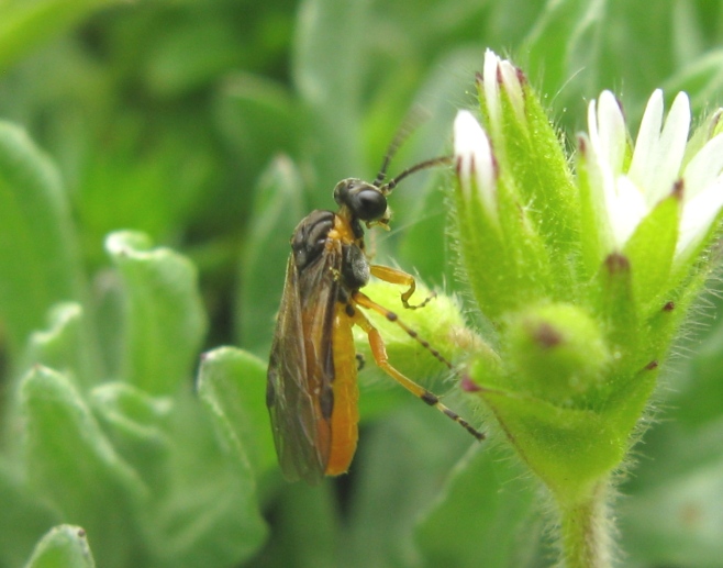 Argidae? No, Tenthredinidae; forse, Athalia sp.