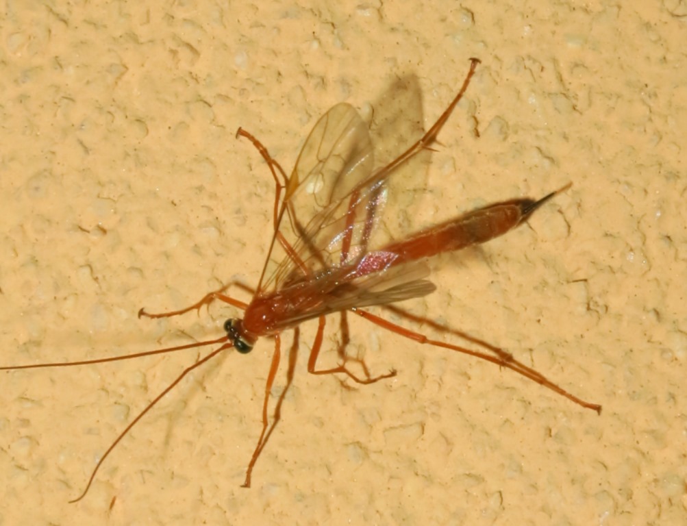 Ichneumonidae:  Enicospilus o netelia?         Netelia sp. !