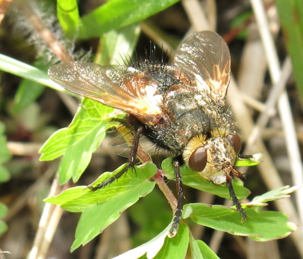 Tachinidae: Nowickia sp.