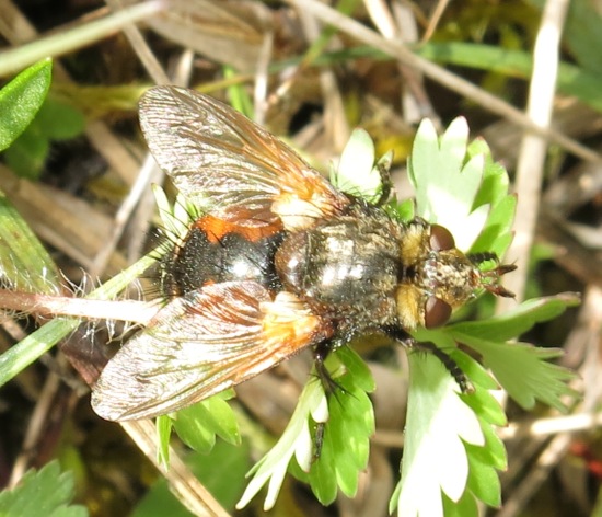 Tachinidae: Nowickia sp.