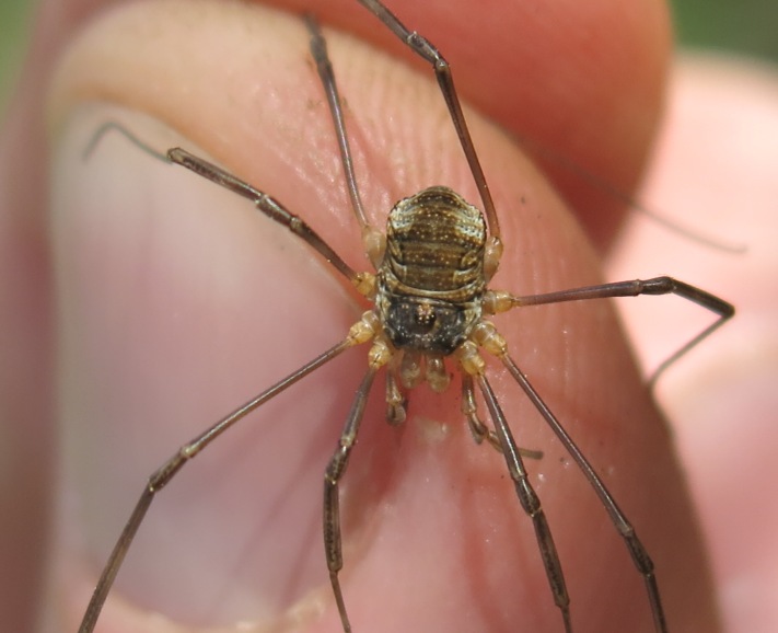 Possibile Dasylobus sp.