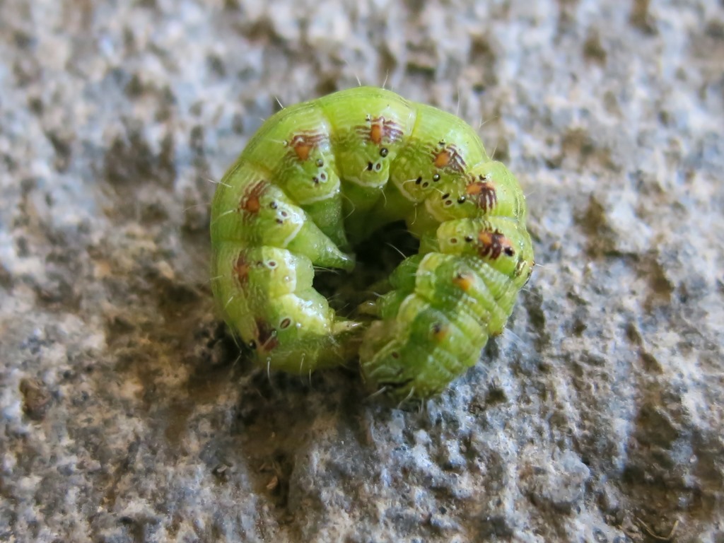 bruco da identificare - Helicoverpa armigera, Noctuidae