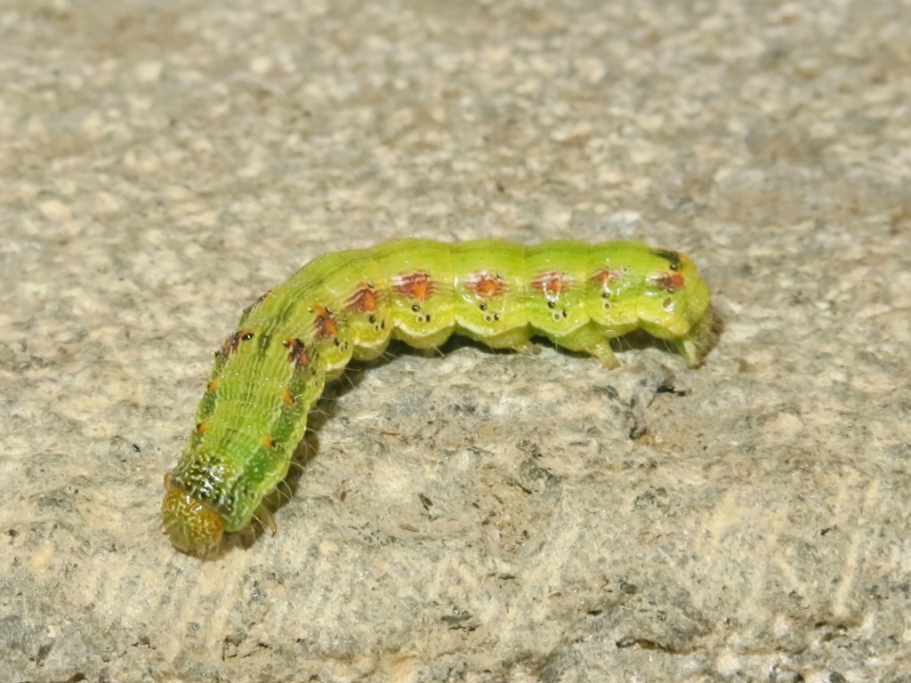 bruco da identificare - Helicoverpa armigera, Noctuidae