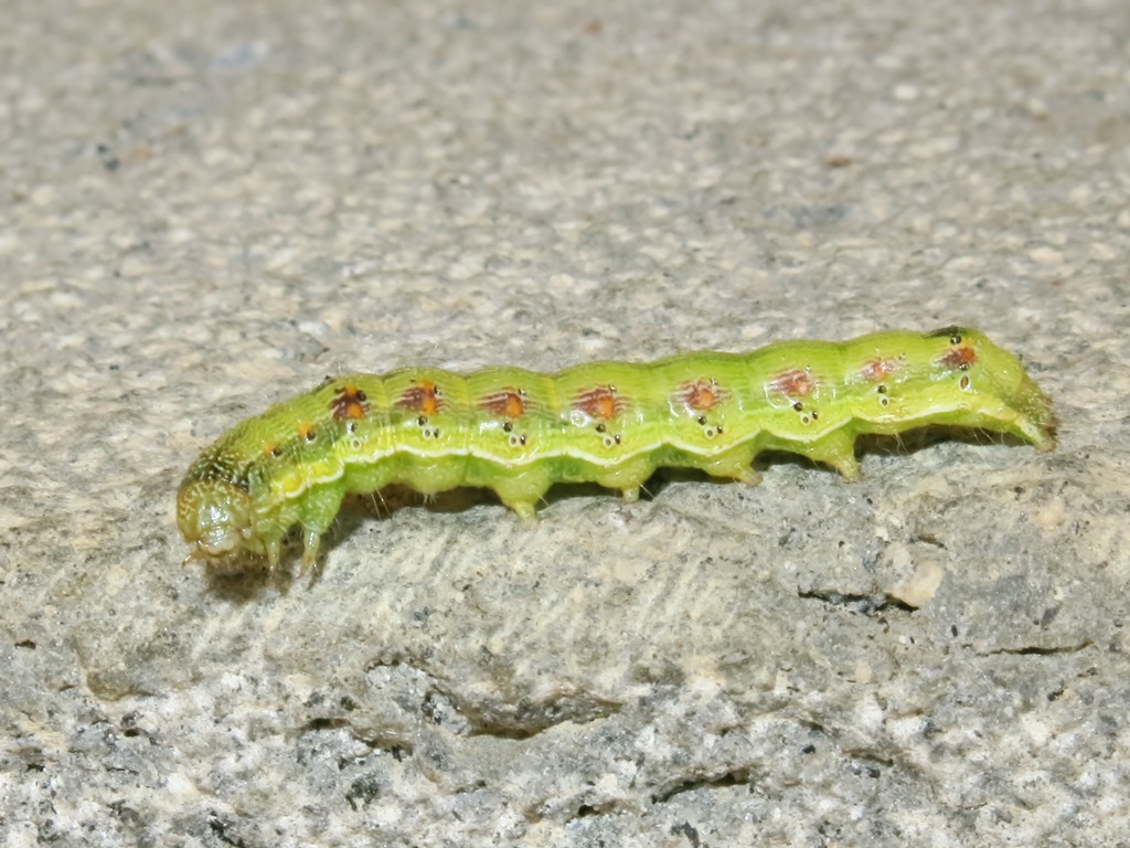 bruco da identificare - Helicoverpa armigera, Noctuidae