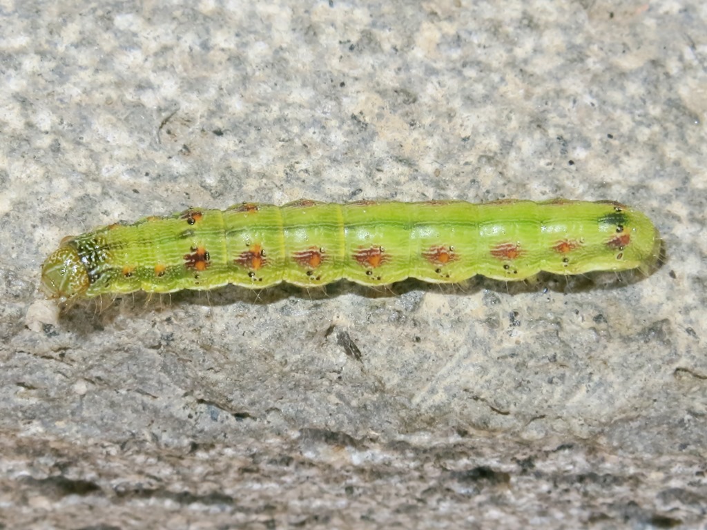 bruco da identificare - Helicoverpa armigera, Noctuidae