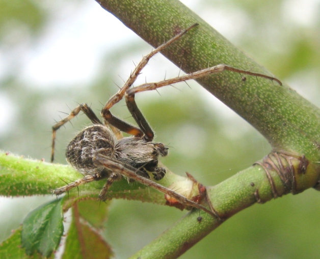 Agalenatea redii maschio - Acquapendente (VT)