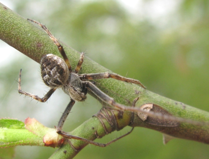 Agalenatea redii maschio - Acquapendente (VT)