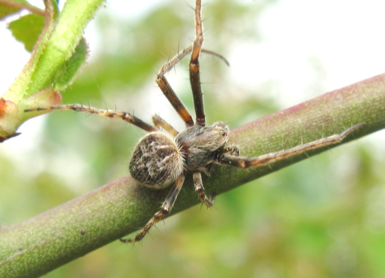 Agalenatea redii maschio - Acquapendente (VT)