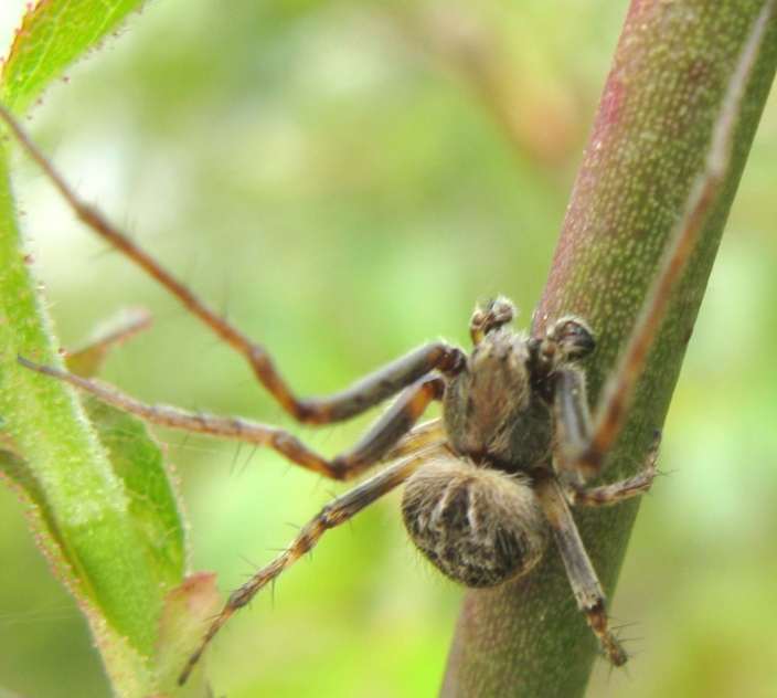 Agalenatea redii maschio - Acquapendente (VT)