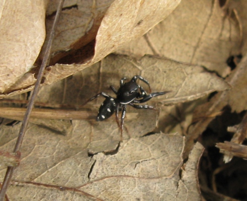 Heliophanus lineiventris - Acquapendente (VT)