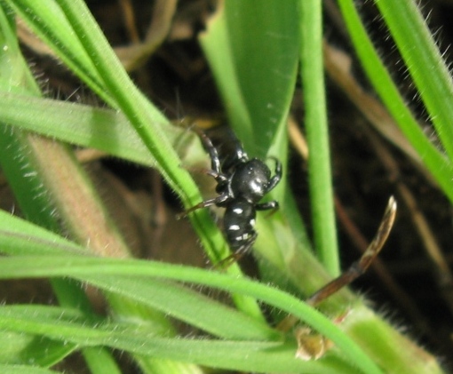 Heliophanus lineiventris - Acquapendente (VT)